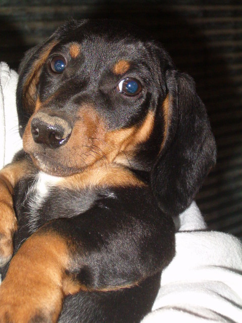 Daschund